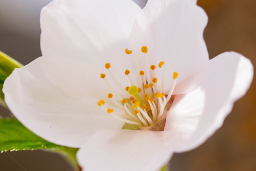 Cherry Blossoms in Toronto 