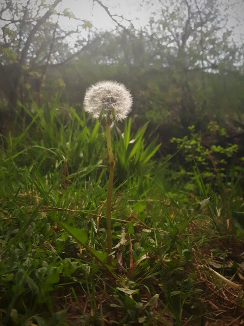 The Dandelion (Taraxacum) is seen as a great nuisance of a weed, but it is a herb with medicinal and