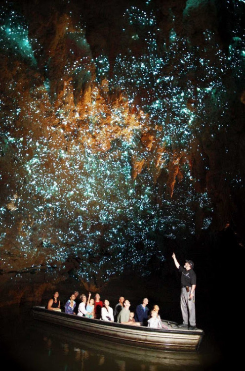 magicalnaturetour:  Waitomo Glowworm Caves are a famous tourist attraction because of the large population of fireflies that live in caves. Fireflies, or Arachnocampa luminosa - tiny bioluminescent creatures that produce blue and green light live exclusiv