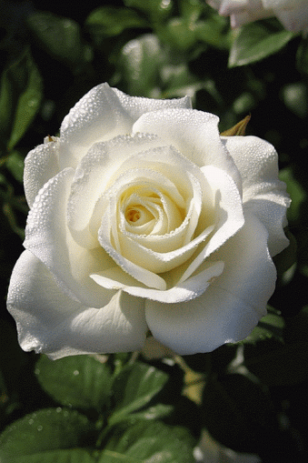 weza777:  ༺♥༻ 