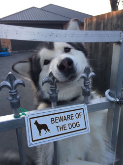 boredpanda:    Beware Of Dog: They Will Lick