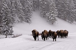 micksmom94: Buffalo herd-Jackson, Wyoming 