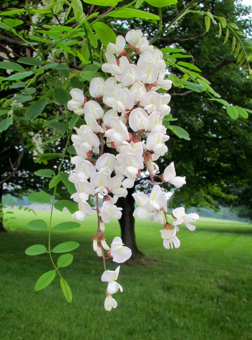 While they bloom, they sweeten the air!  Black locust blossoms, Robinia pseudoacacia.And you can hea