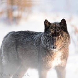 geographicwild: . Photo by @rmsteckphotography The canadian wolf. #nature #wolf #canada #wildlufe #photooftheday