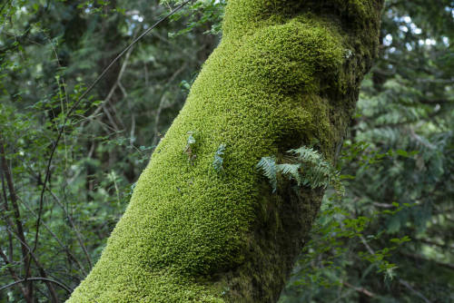  Enchanted forest, twisted trees.