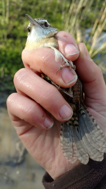 Each one of these birds tried to kill me at the bird banding station today. Only the cardinal succee