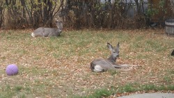 A few of our outdoor pets