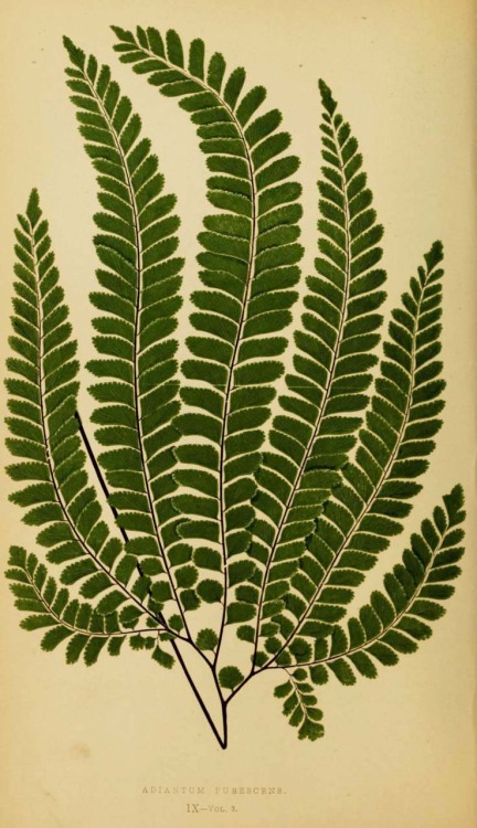 Edward Joseph Lowe, Ferns: British and exotic, 1856-60. London. Complete book: BioDivLib. Or via fli