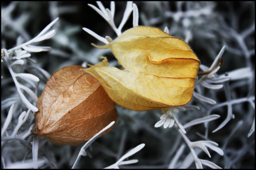 Uvilla Uvilla is a fruit that is indigenous to high altitude South America, though now is cultivated