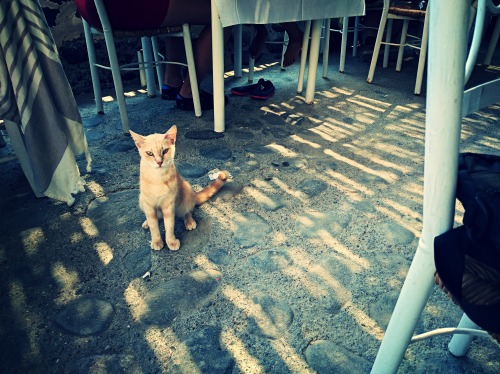 dottorblaster:  I met some really nice cats in Santorini. One of those wanted to eat my hamburger too, but I can supersede 😸