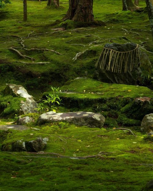 uroko: 西芳寺/苔庭 Saiho-ji Temple/Moss Garden ✨