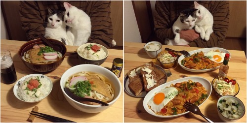 mustardtigress:The amazing dishes and cats of naomiuno.