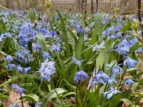 scilla siberica