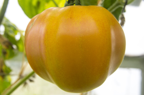 pragmaculture:  Just glasshouse things