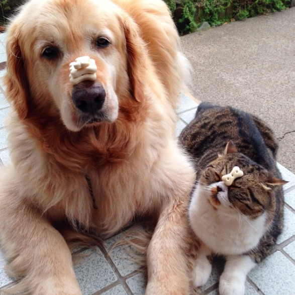 a-greek-goddess:  catsbeaversandducks:  Oliver the Dog and Arashi the Cat: the cutest