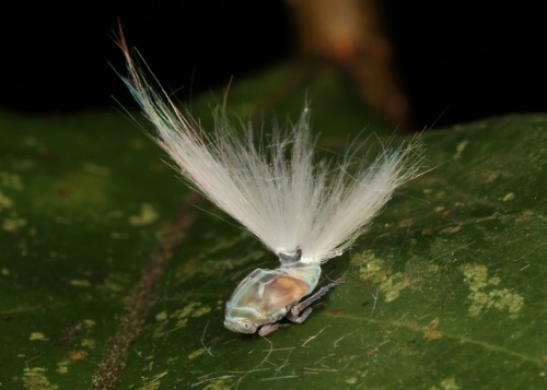 sinobug:Ricaniid Planthopper Nymph (Ricaniidae)by Sinobug (itchydogimages) on Flickr.Pu’er, Yunnan, 