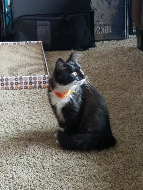 destructors-petblog: Otter is old enough to start wearing a collar and now she is truly a spooki kit