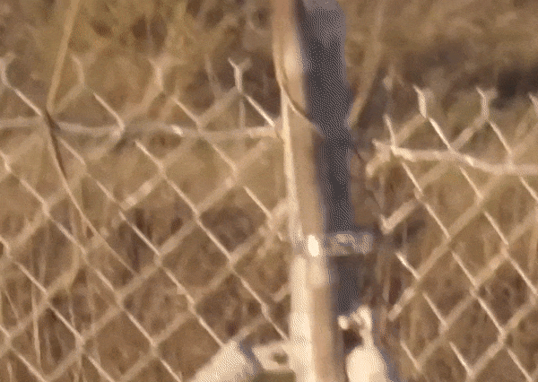 American Kestrel (Falco Sparverius)