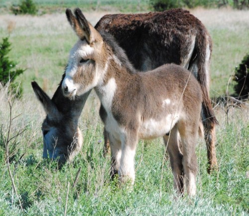 Donkey (Equus africanus asinus)