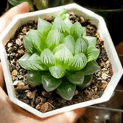 Veenus Mcflytrap!