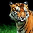 iamshwerlocked:  tiger-in-the-flightdeck: adult photos
