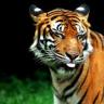 Sex iamshwerlocked:  tiger-in-the-flightdeck: pictures