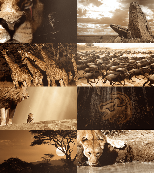 droo216:  Fairy Tale(ish) Picspam → The Lion King 