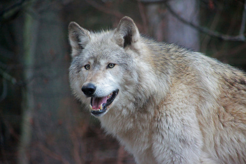 XXX agameofwolves:  Wolf by samantha_rae_butler photo