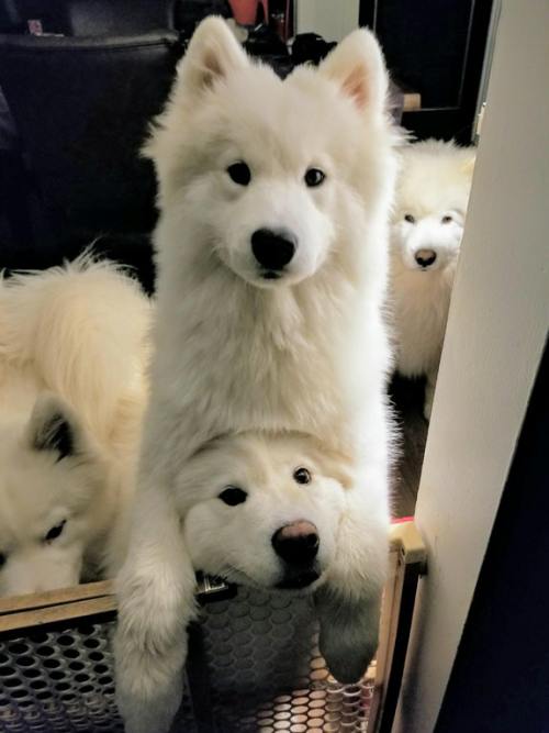 doggosource:cloud stack