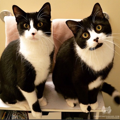catsofinstagram:From @tuxedotrio: “Hugo and Jack make up 2/3 of our trio of tuxedos. Here they are inspecting my morning outfit. Come follow us! We love making new friends!” #catsofinstagram [source: http://ift.tt/1zKXWdt ]