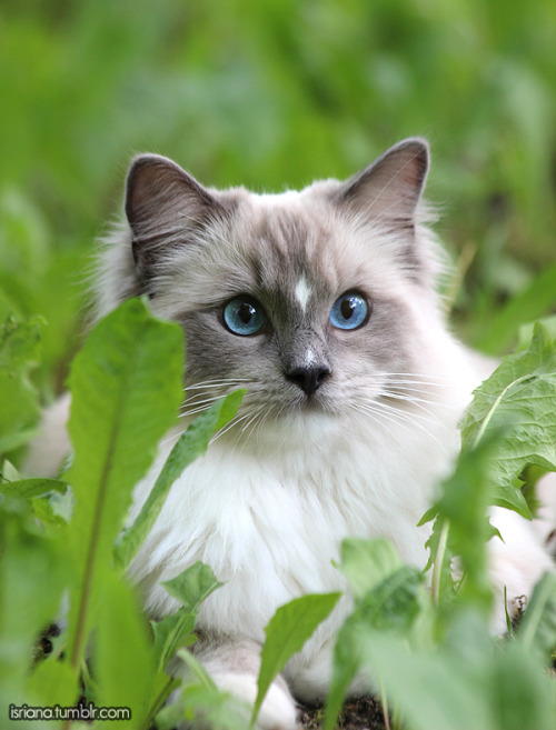 jossisgod:booksandcatslover:isriana:More pics of my ragdoll boy Nemo’s outdoor adventures this