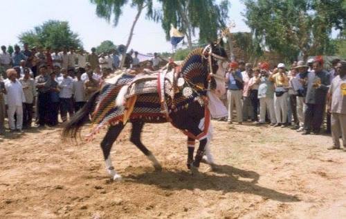 AlibabaMarwari, Stallion