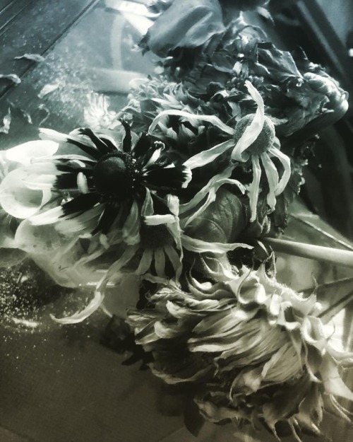Black and white dead flowers 💐  https://www.instagram.com/p/BnZtc3yBZl4/?utm_source=ig_tumblr_share&igshid=pk0fx7fre5dq