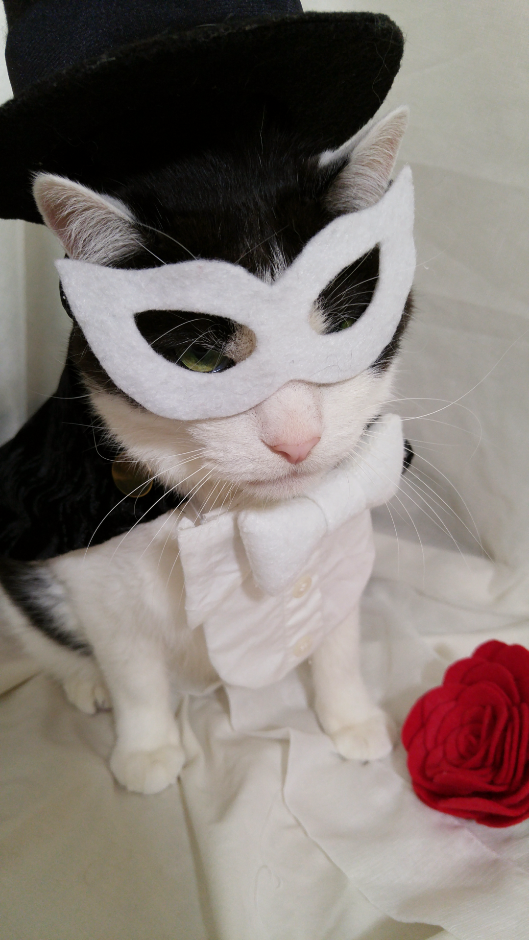 timeywimeyjedi:  I finally finished Cosmo’s Tuxedo Mask costume! 💗🎩🐈🌹💗