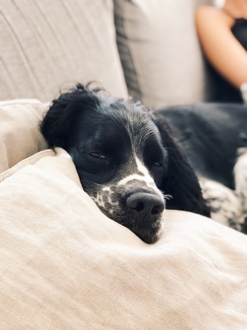 joakimekholm: Springer spaniels are the best can’t believe he’s turning 4 this year&hell