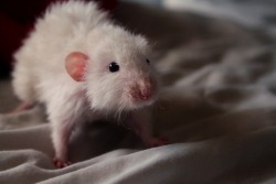 prancing-rats:  Frida is a 5 month old fairy