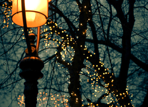 kvknowsherfun:  ral-across-the-universe:  Winter Lights  I need more twinkle lights in my life 