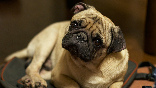 Why do dogs tilt their heads when we speak?
From trying to hear us better to seeing our faces more clearly, there are several theories about what’s behind this adorable canine gesture.