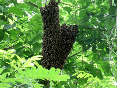 Remember that time we captured a swarm of bees?  Yah so do I.  Check out my post about it here.