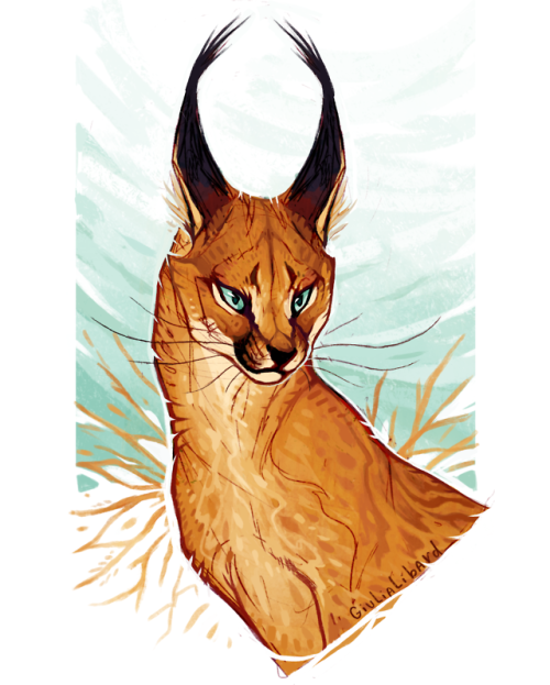 caracal