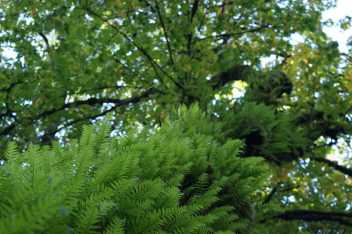 Lotsa licorice ferns