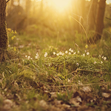    I just want my life to be like these pictures → enchanted forest   