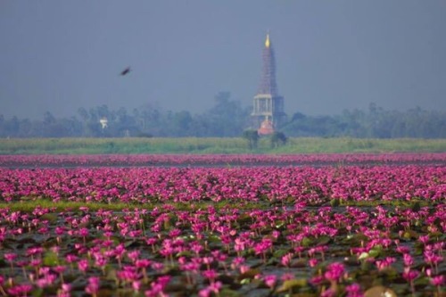 srirachini: The Red Lotus Sea in Udon Thani, ThailandThis spectacular site is home to millions of lo