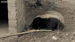 konchus:  note-a-bear:  bakafox:  gifsboom:  Honey badger escape. [video]  If I recall right, Netflix US has this. In the US it aired as the PBS “Nature”, the episode is called “Honey Badgers: Masters of Mayhem” And I definitely recall that the