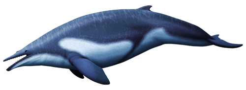 alphynix:Modern mysticete whales all have baleen plates in their mouths, but before the evolution of