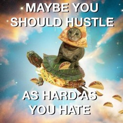 theamericankid:  Trending on TrendingApp: Pizzacat Wisdom http://imgur.com/gallery/A1UGvlb #lol #funny #cats #turtle #hate #hustle