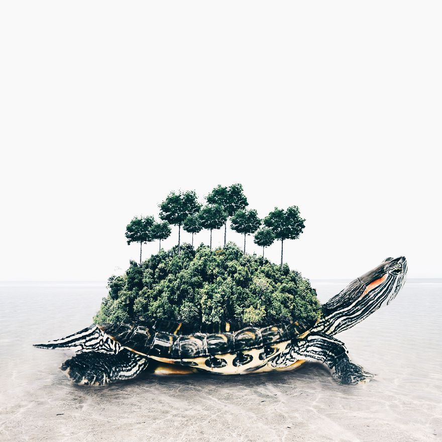 pr1nceshawn:  Surreal Illusions by Luisa Azevedo.