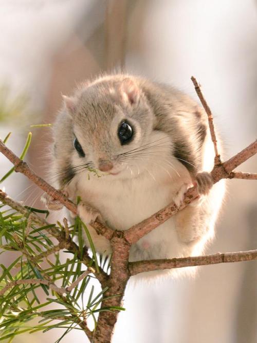 awwww-cute:  Momonga in a tree (Source: http://ift.tt/1NBSNz9)
