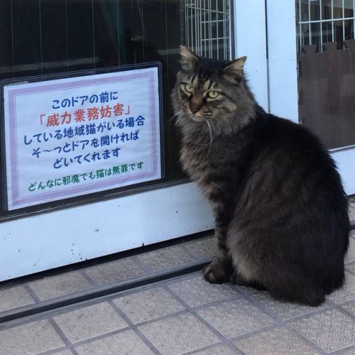 over-sleep: お店の前にお猫様がいる( ˙꒳​˙ )        ＿人人人人＿  ＞ 威力業務妨害 ＜   