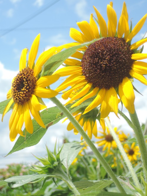 chow29dora: 庭のミニ向日葵。夏真っ盛り！ Mini sunflowers blooming in my garden.It’s the height of summe